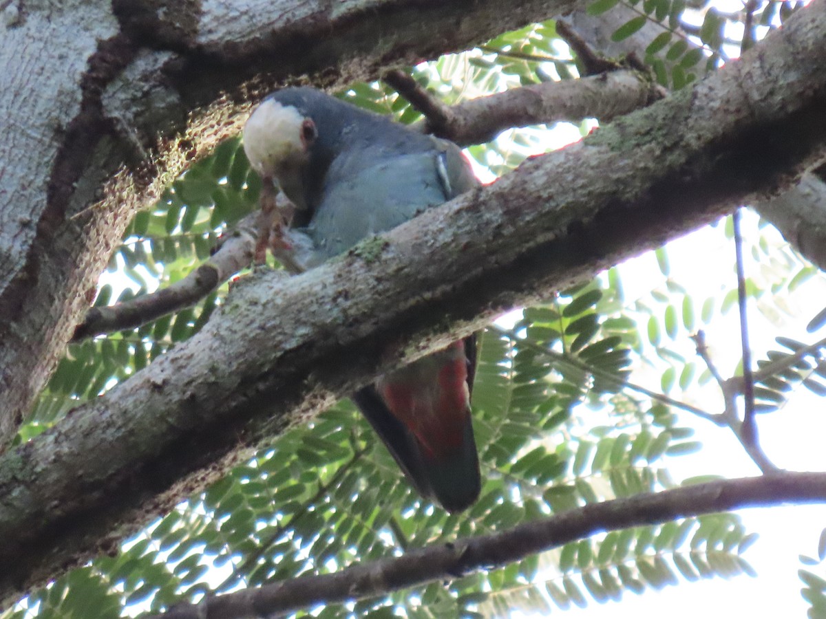 Loro Senil - ML647450275