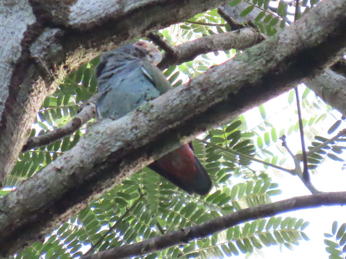 Loro Senil - ML647450276