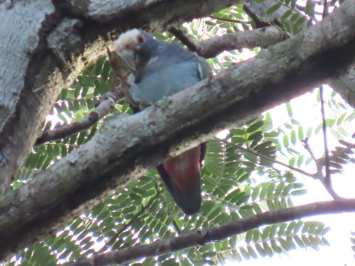 Loro Senil - ML647450277