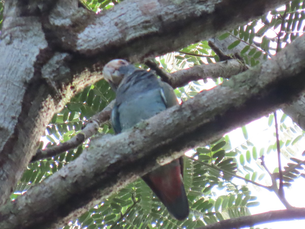 Loro Senil - ML647450278