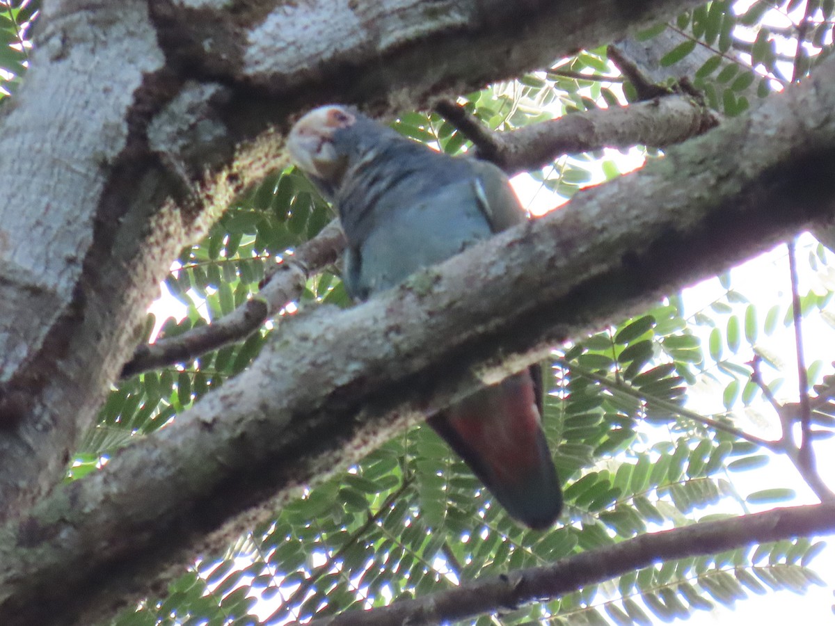 Loro Senil - ML647450279