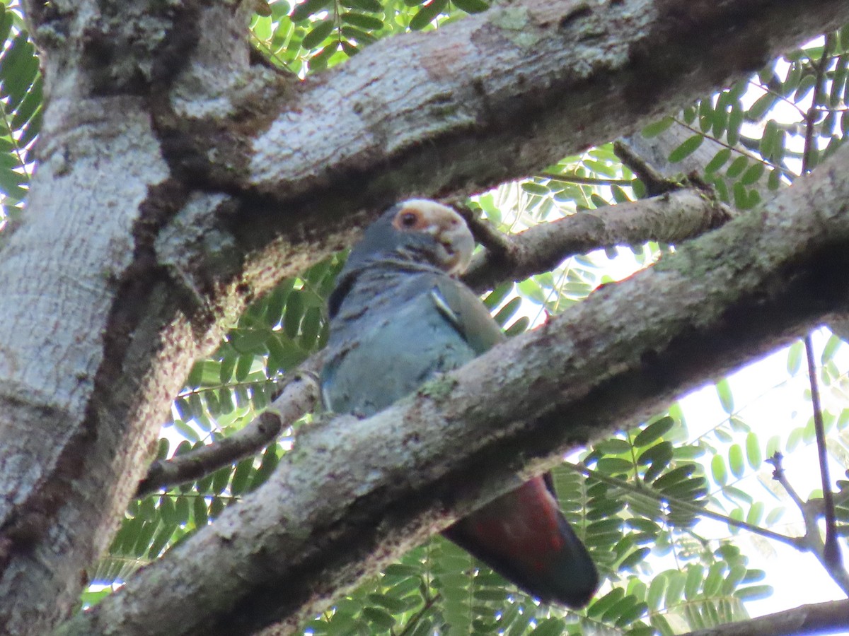 Loro Senil - ML647450280