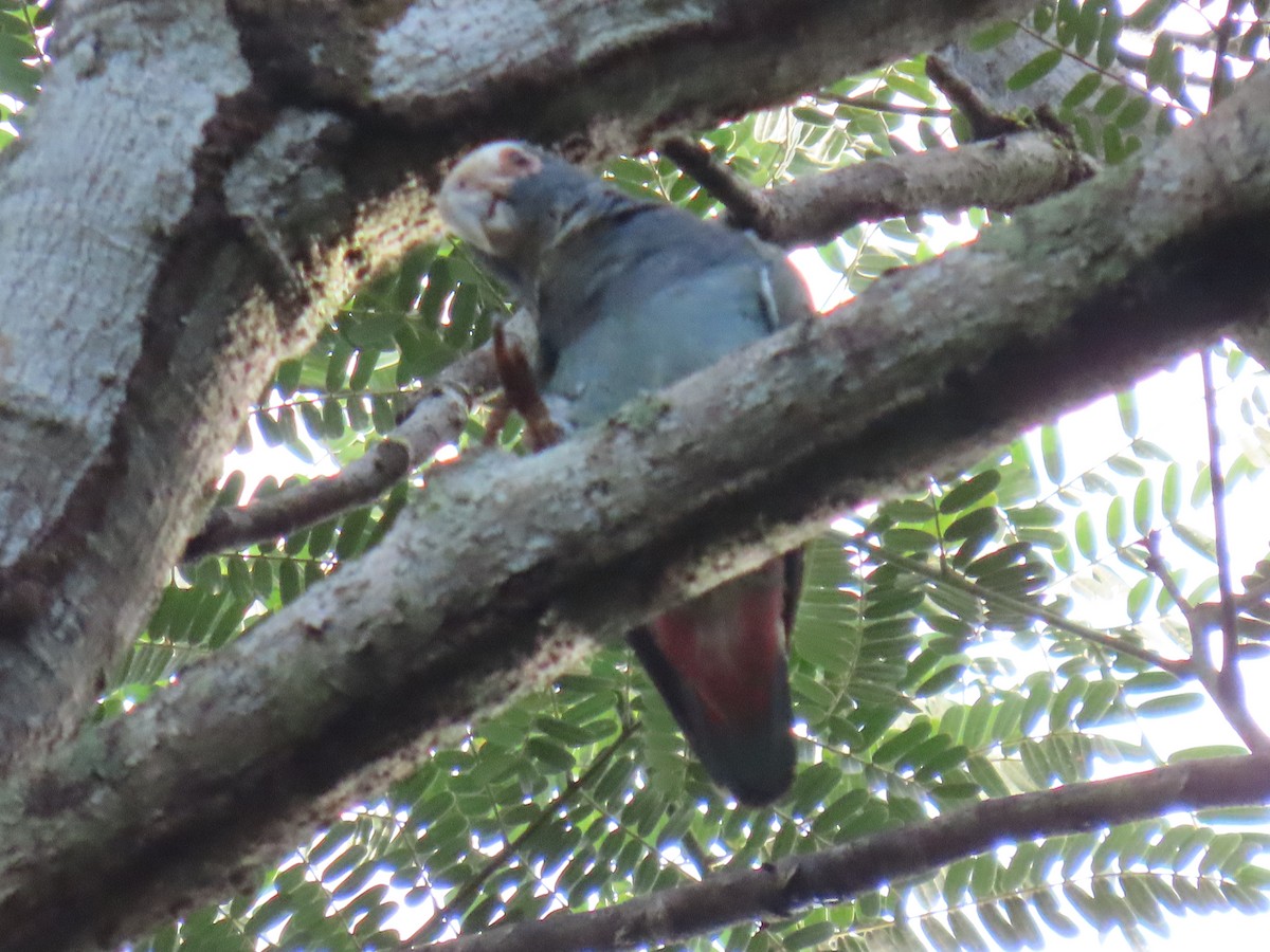 Loro Senil - ML647450281