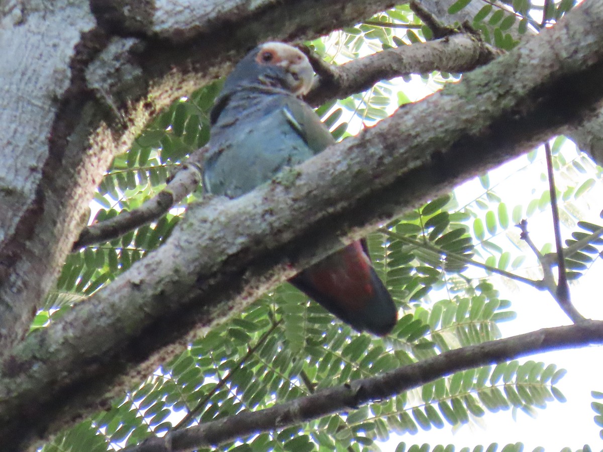 Loro Senil - ML647450282