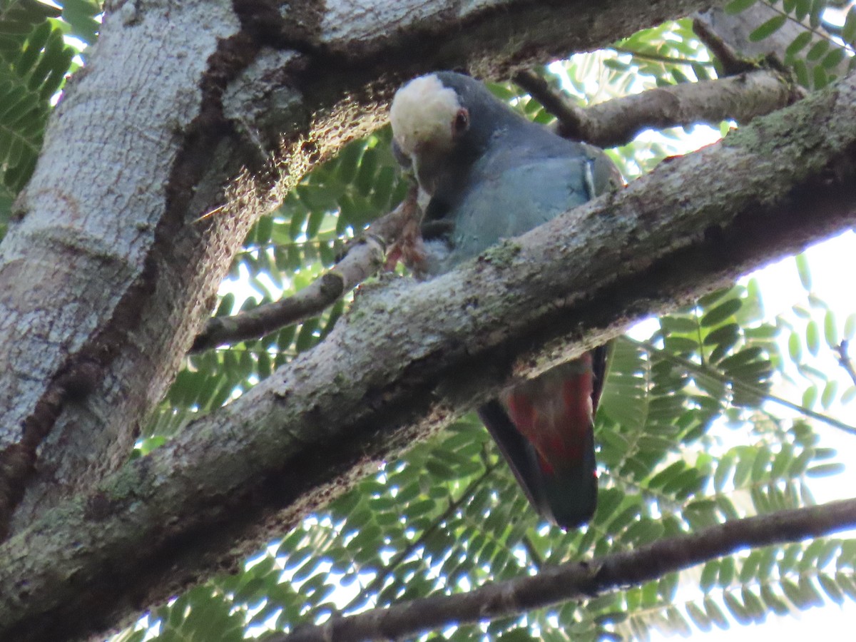 Loro Senil - ML647450284