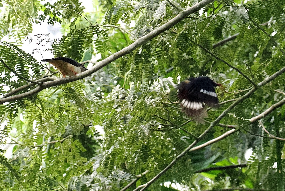 Red-billed Helmetshrike (Red-billed) - ML647450285