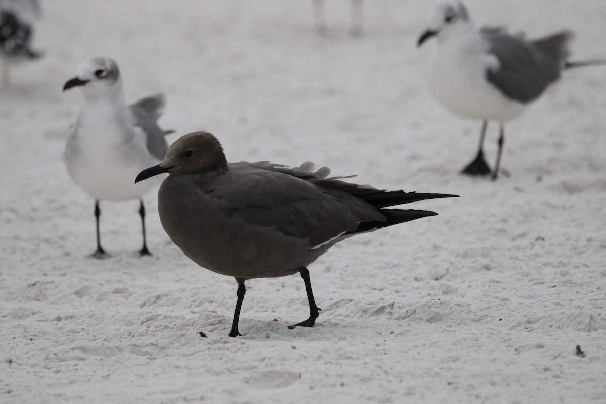 Gray Gull - ML647450291
