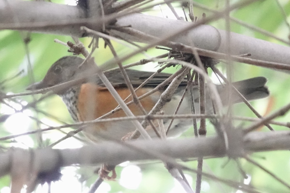 Черногрудый дрозд - ML647450300