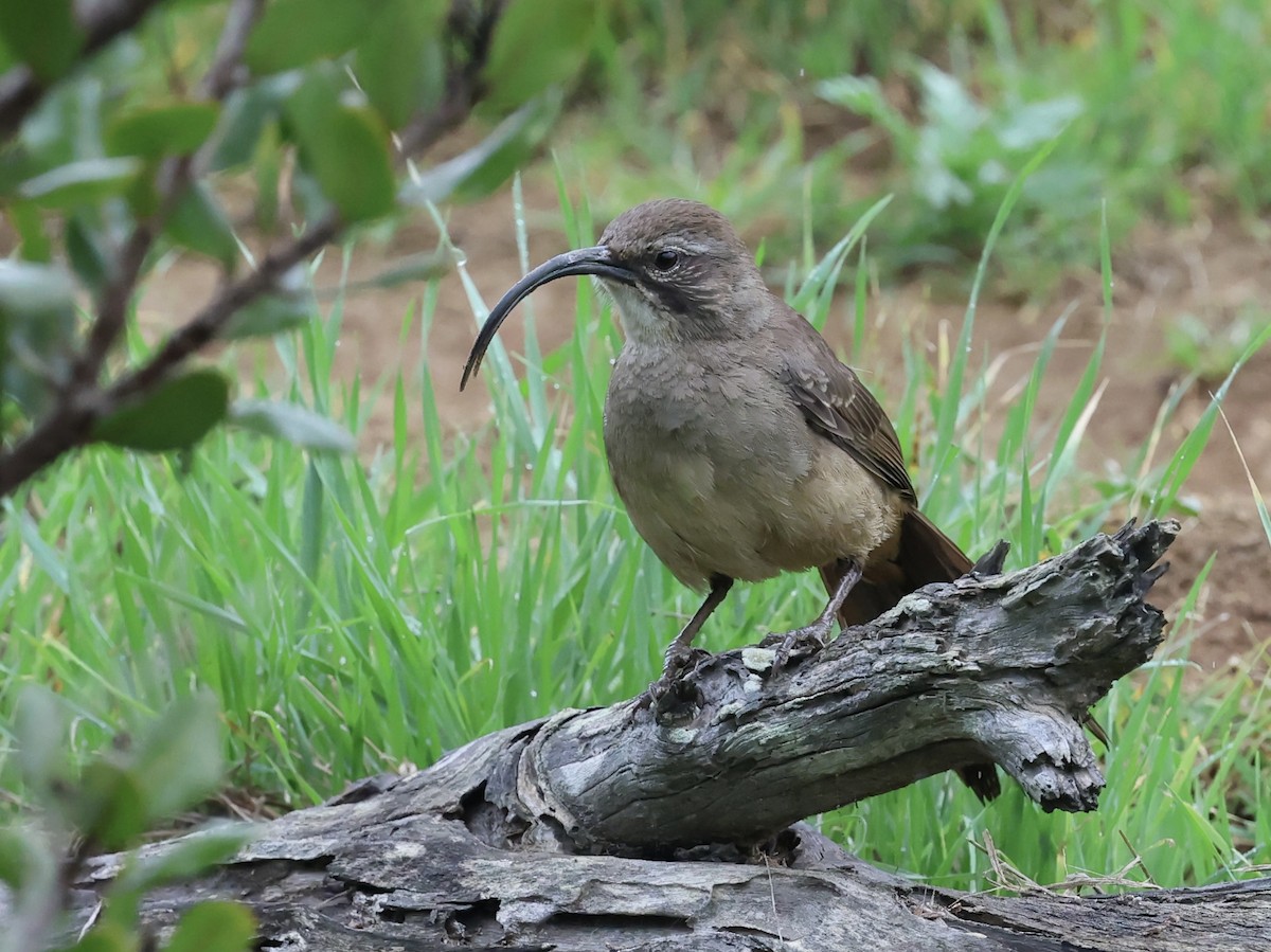 Cuitlacoche Californiano - ML647450305