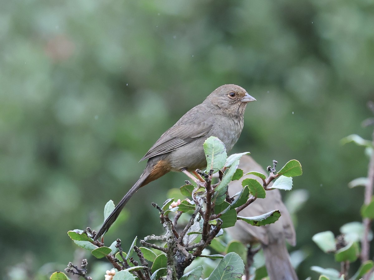 Toquí Californiano - ML647450310