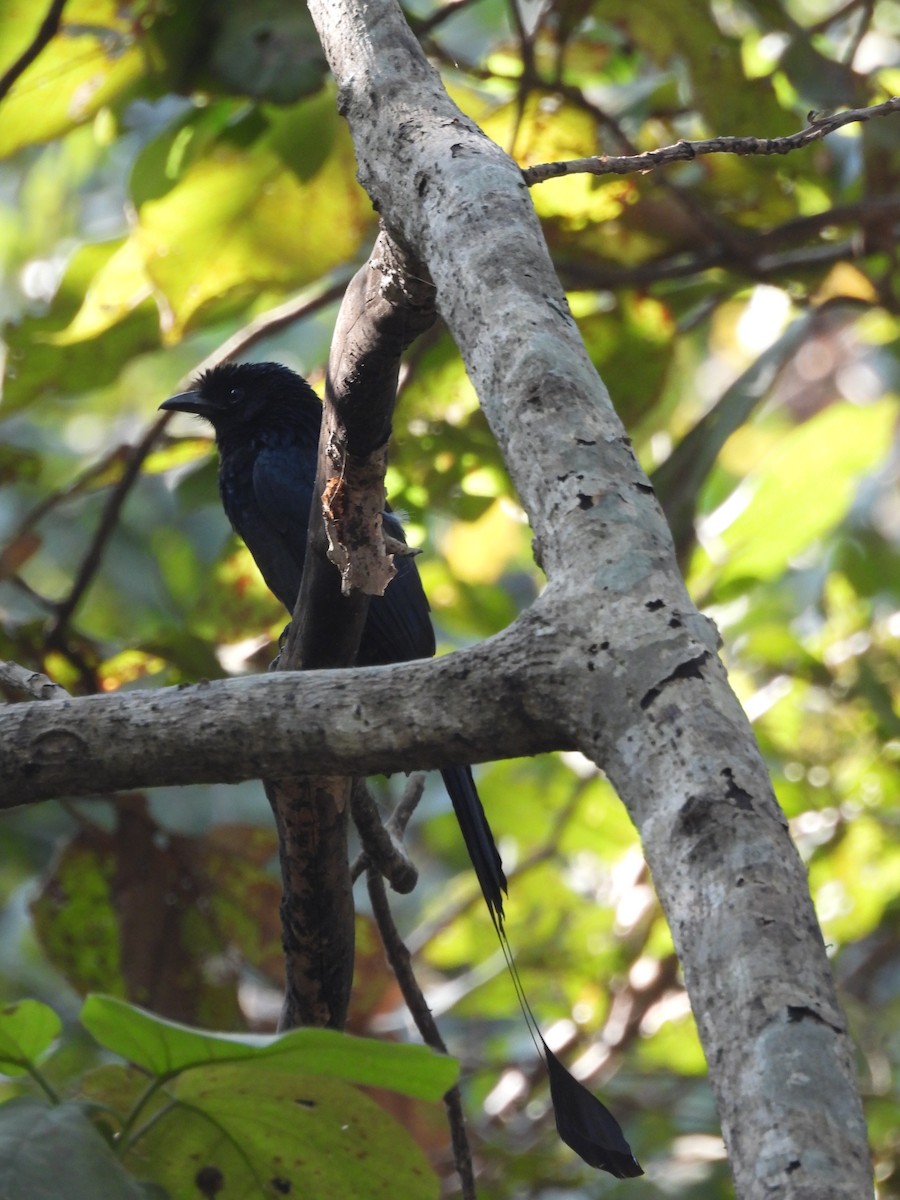 Greater Racket-tailed Drongo - ML647450318