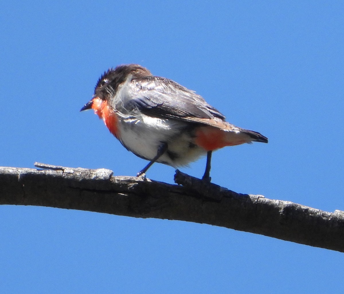 Mistletoebird - ML647450320