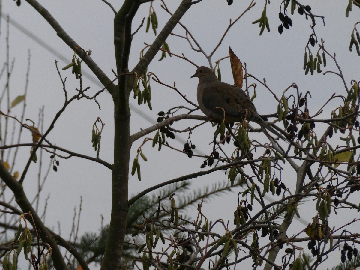 Mourning Dove - ML647450322