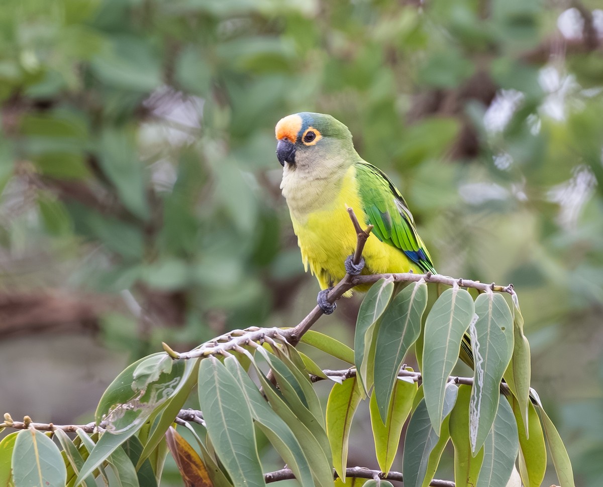 Peach-fronted Parakeet - ML647450323