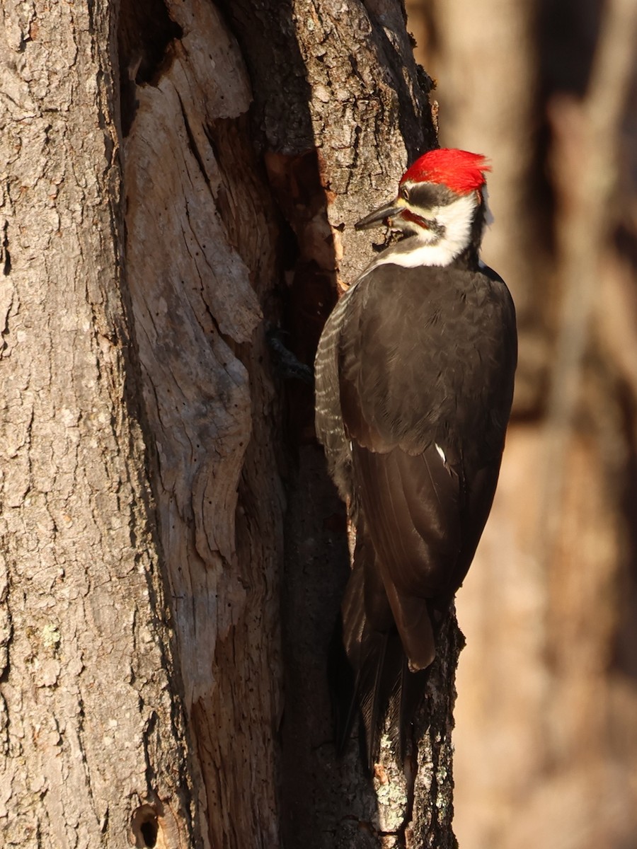 Pileated Woodpecker - ML647450327