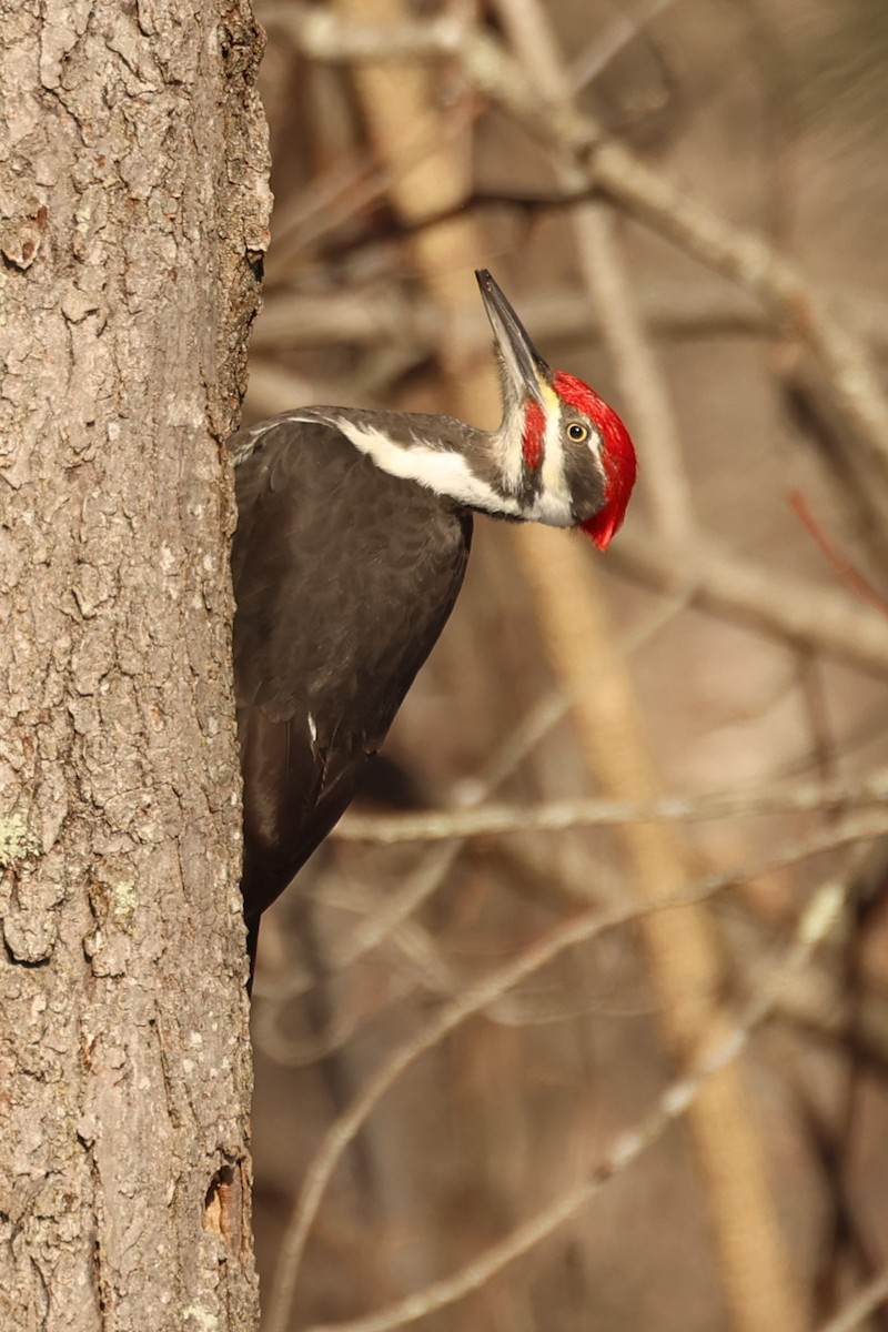 Pileated Woodpecker - ML647450328