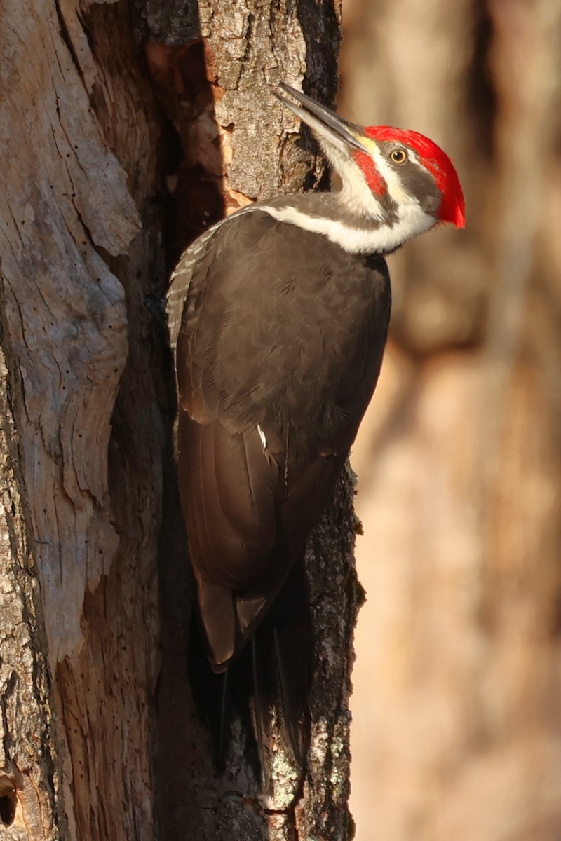 Pileated Woodpecker - ML647450329