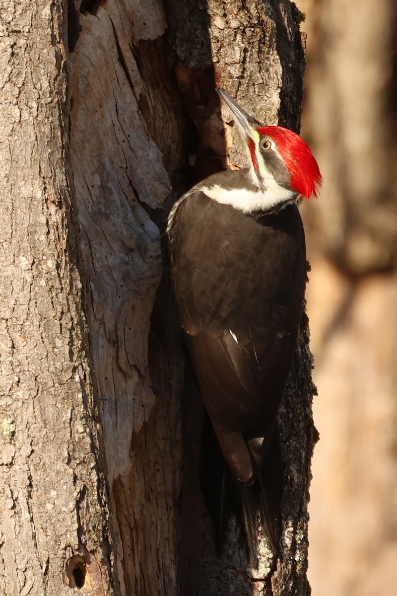 Pileated Woodpecker - ML647450331