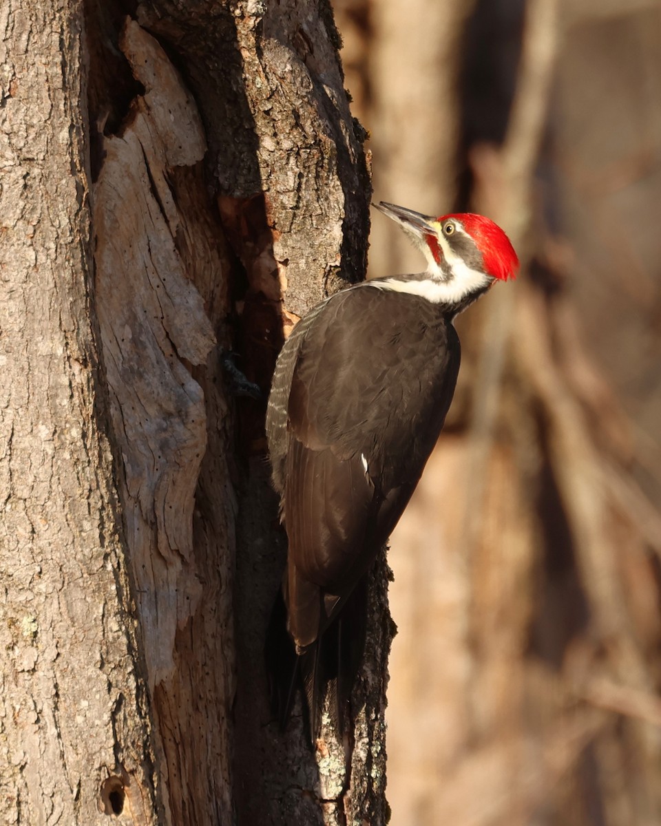 Pileated Woodpecker - ML647450332