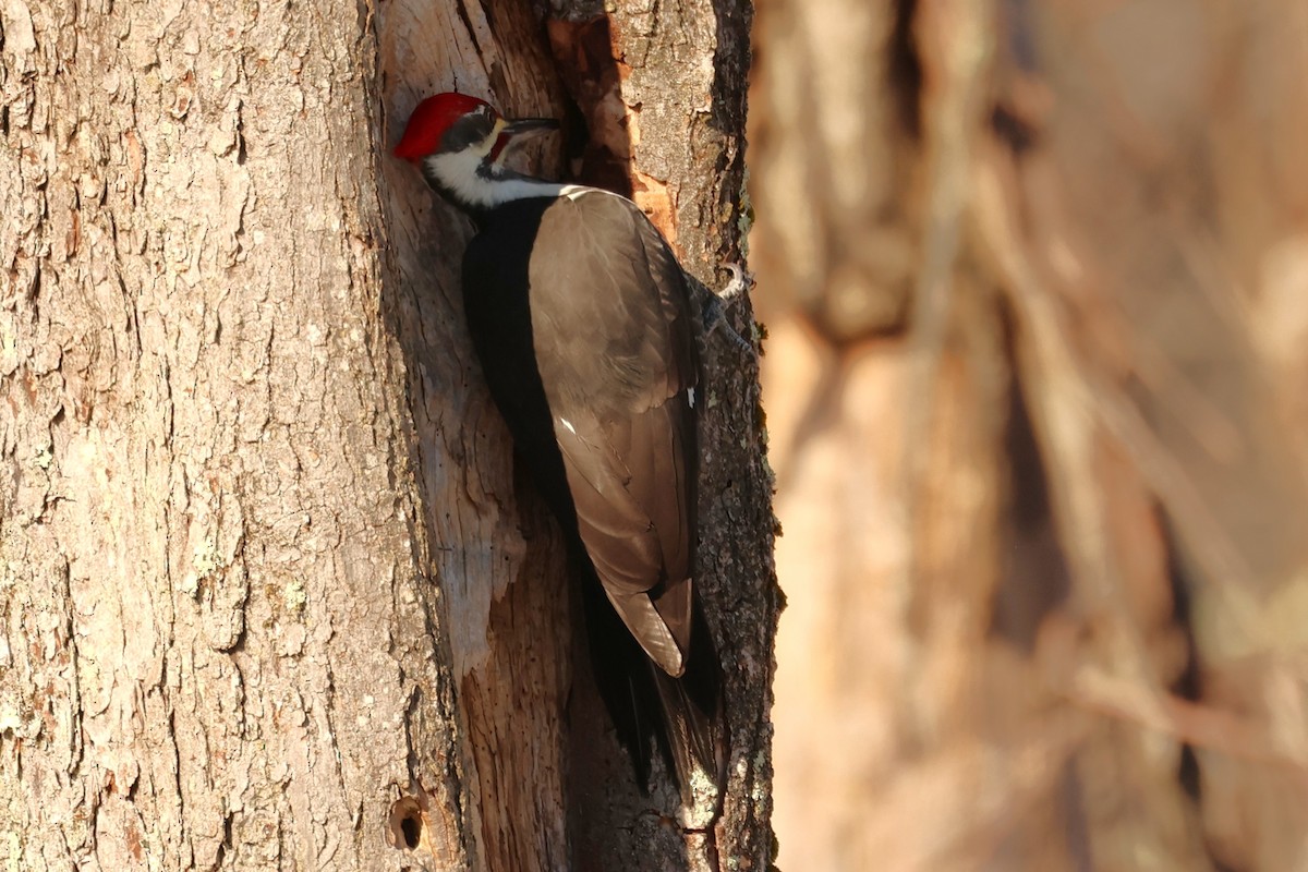 Pileated Woodpecker - ML647450333