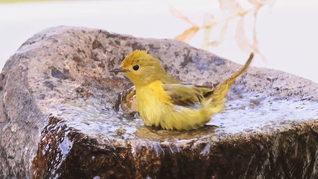 Sarı Ötleğen - ML647450347