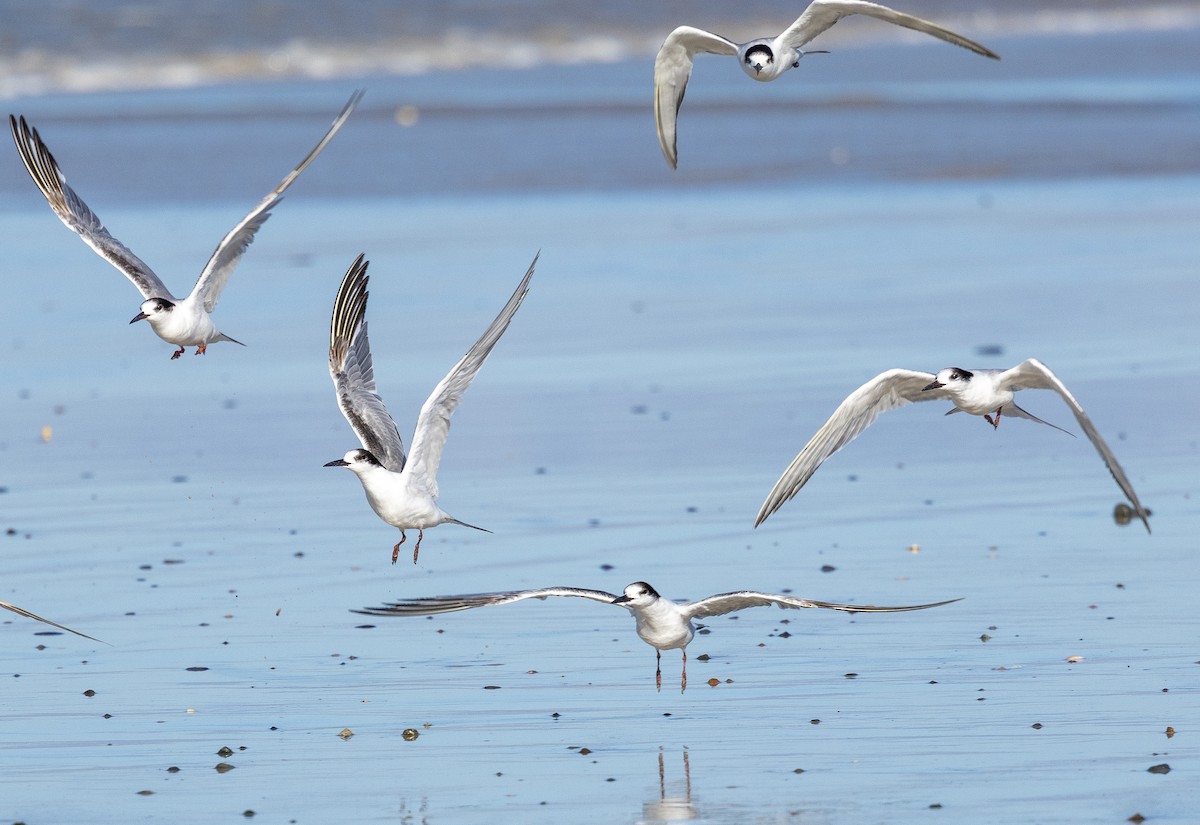 Common Tern - ML647450355