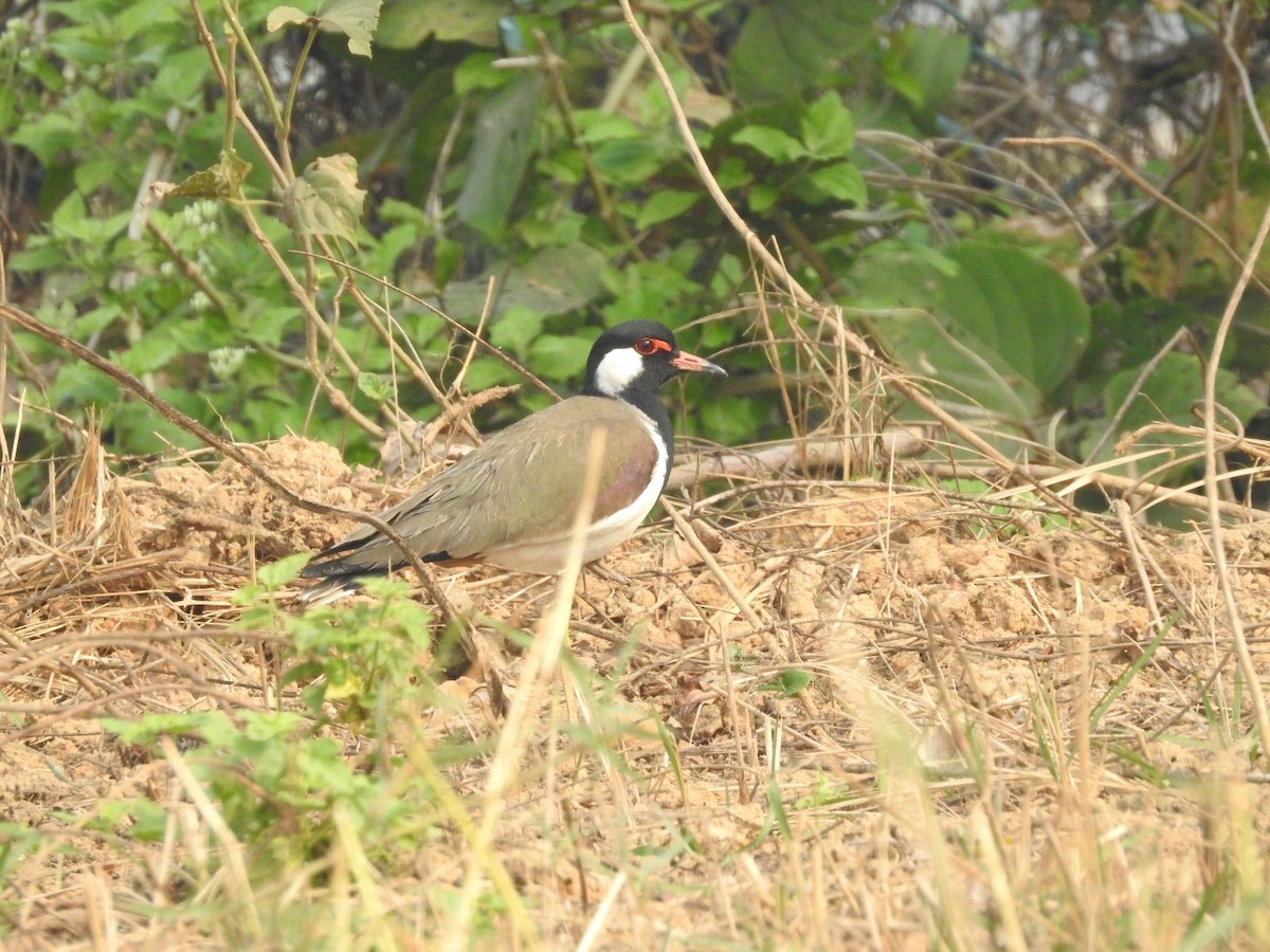 Red-wattled Lapwing - ML647450364