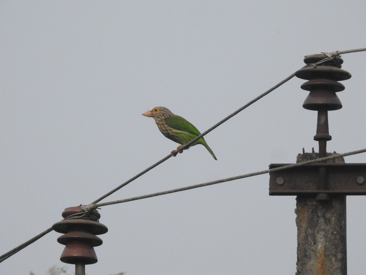 シロボシオオゴシキドリ - ML647450388