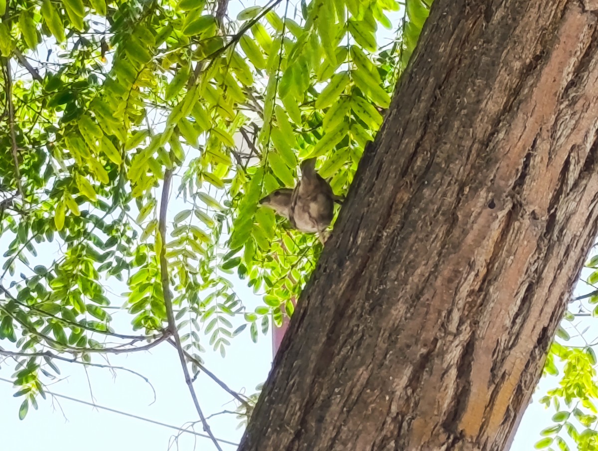 Scrub Blackbird - ML647450389
