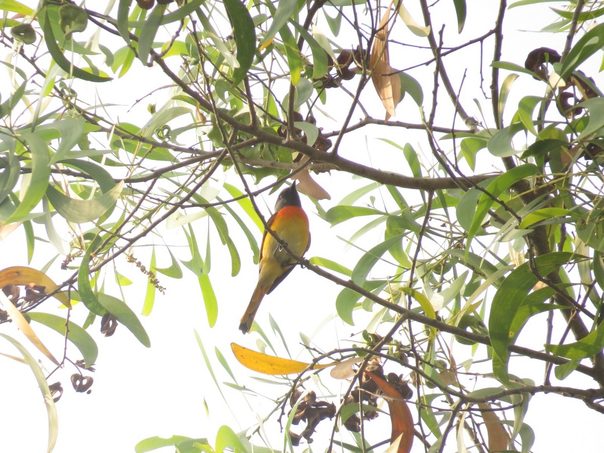 Zwergmennigvogel - ML647450391