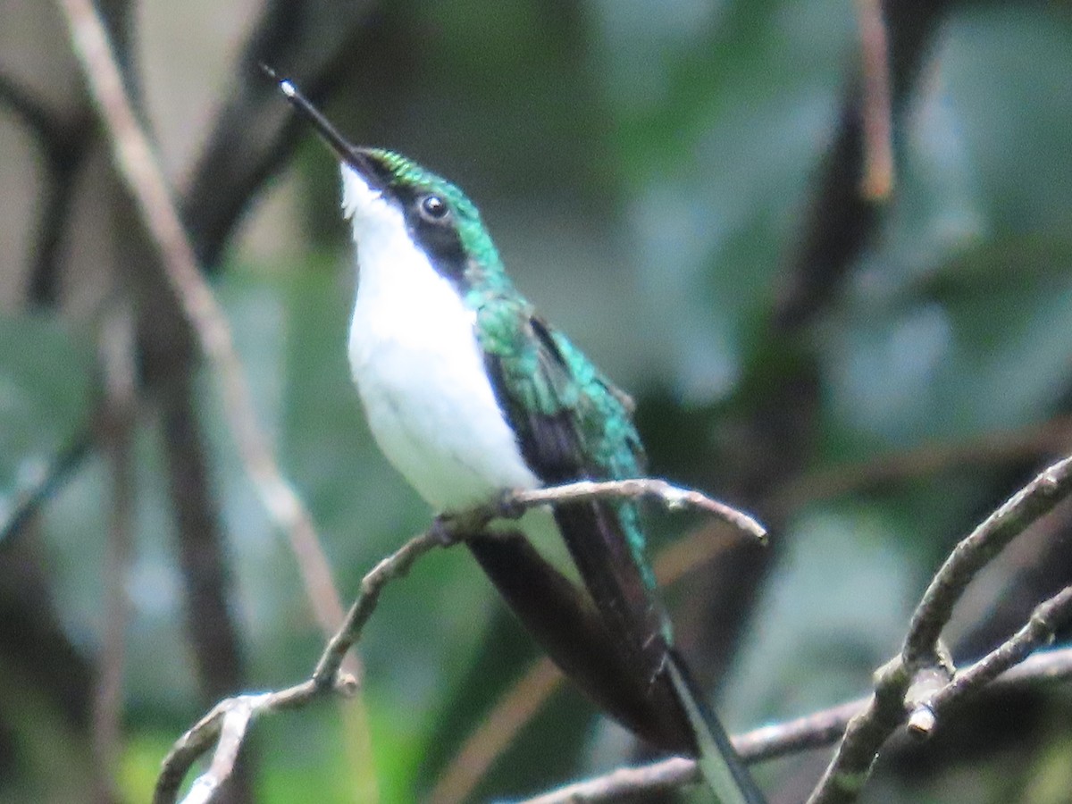 Purple-crowned Fairy - ML647450397