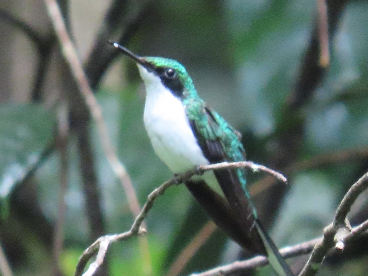 Purple-crowned Fairy - ML647450398