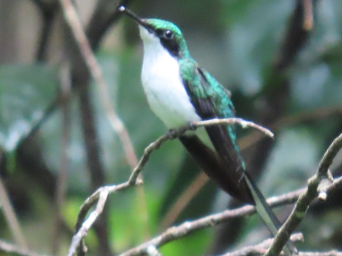 Purple-crowned Fairy - ML647450399