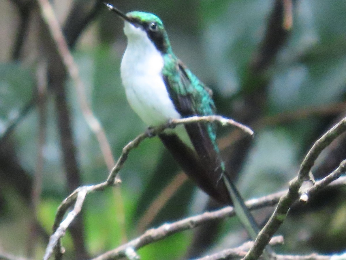 Purple-crowned Fairy - ML647450400