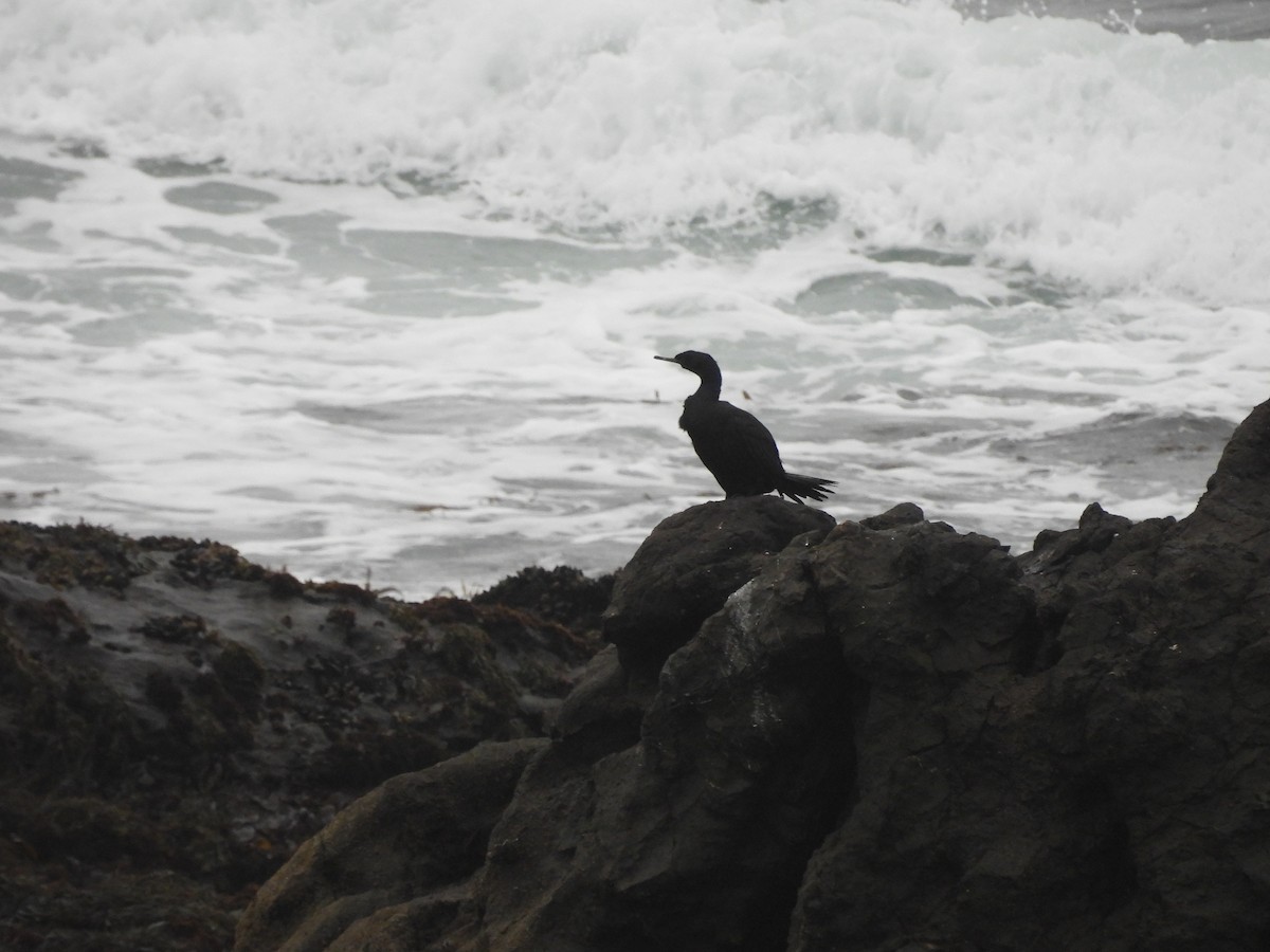 Meerscharbe - ML647450414