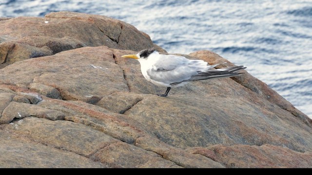 Great Crested Tern - ML647450415