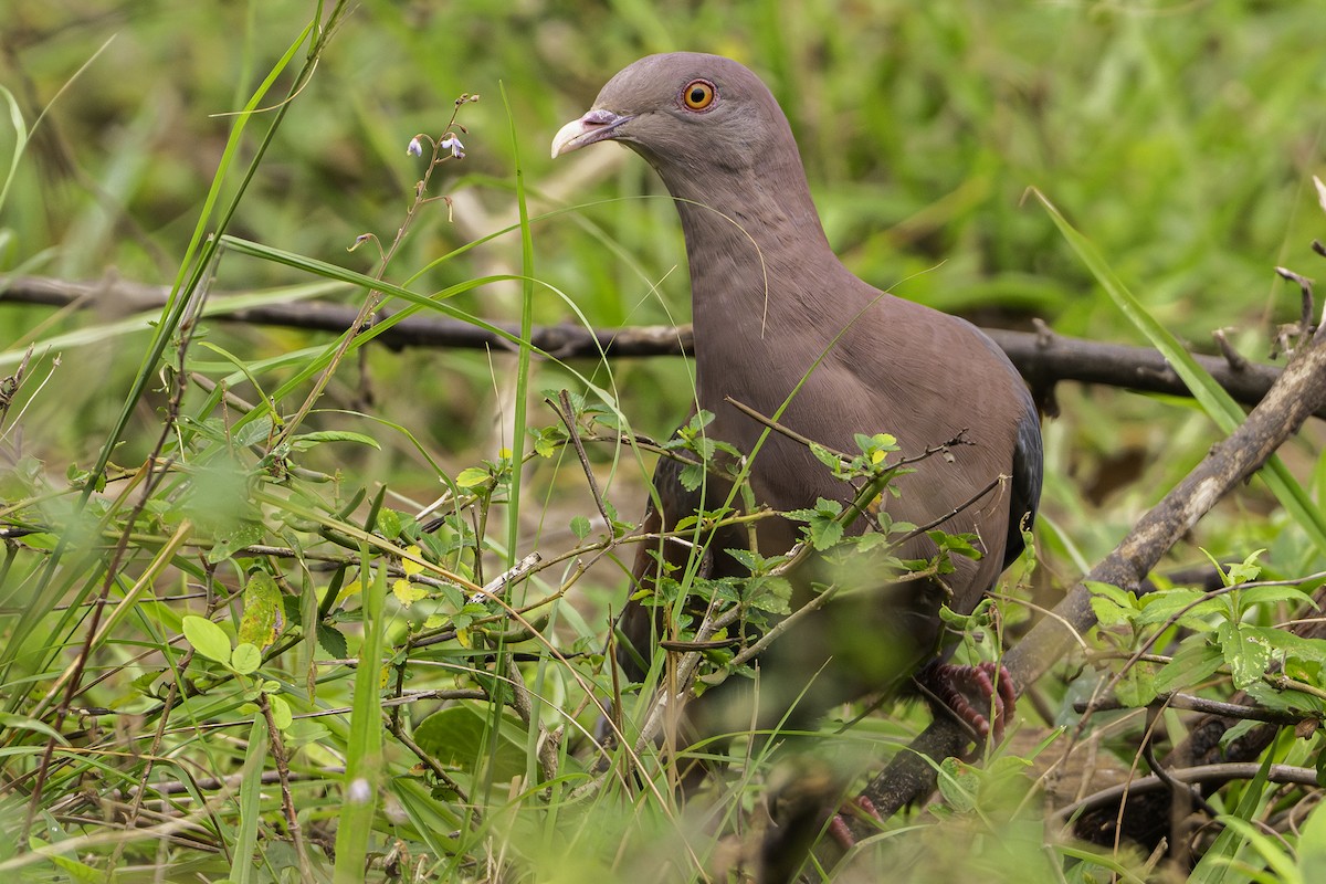 Red-billed Pigeon - ML647450416