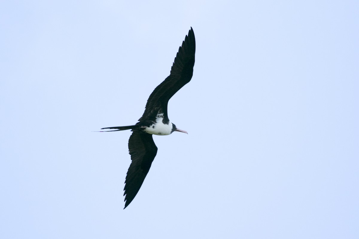 Christmas Island Frigatebird - ML647450417