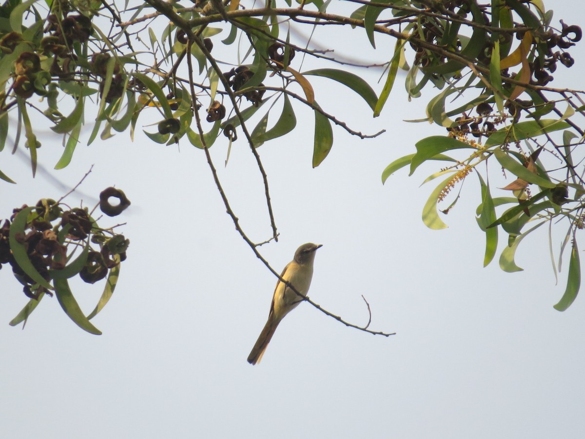 Zwergmennigvogel - ML647450428