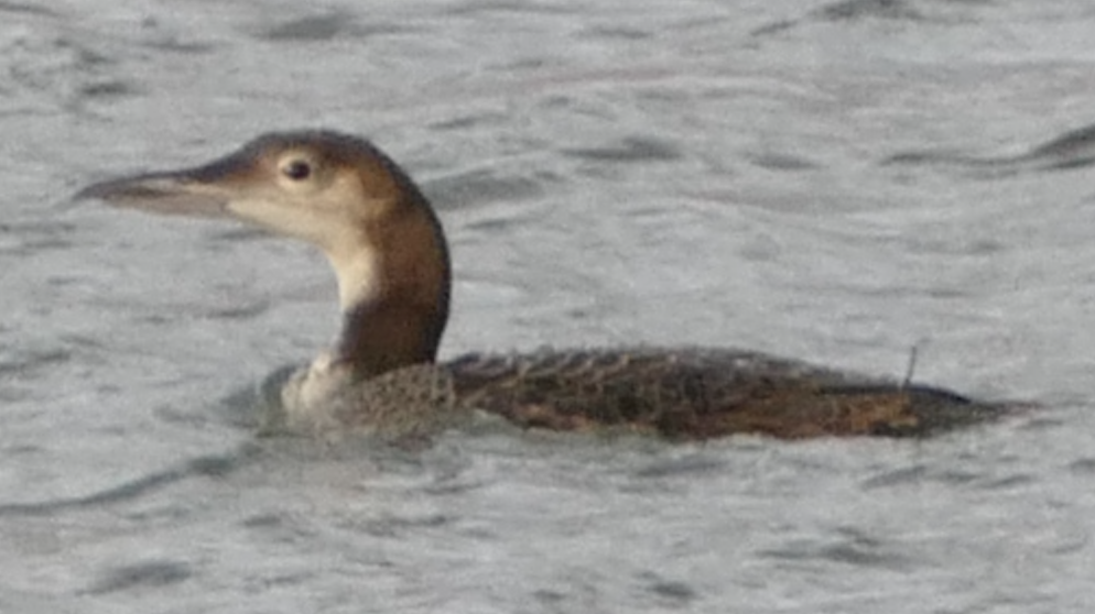 Common Loon - ML647450429