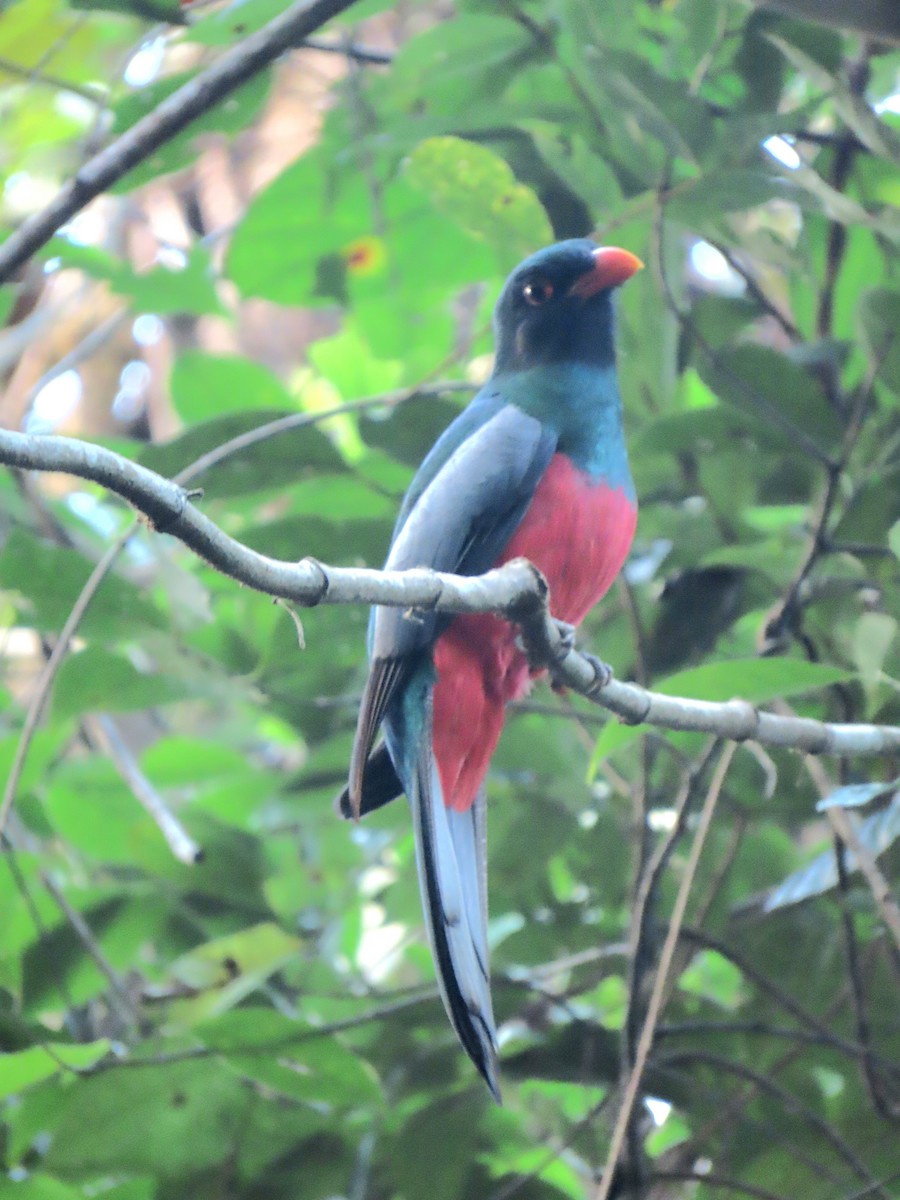 Slaty-tailed Trogon - ML647450436
