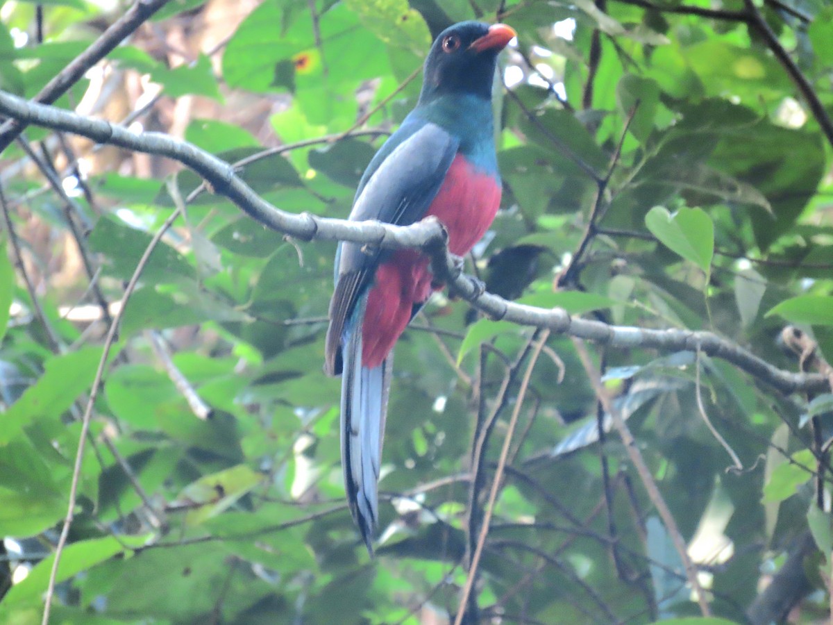 Slaty-tailed Trogon - ML647450437