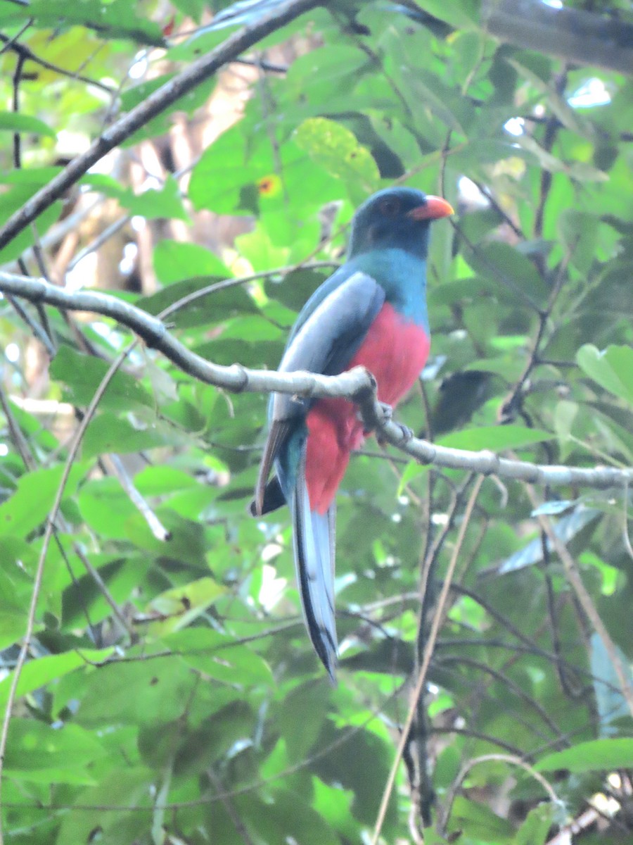 Slaty-tailed Trogon - ML647450438