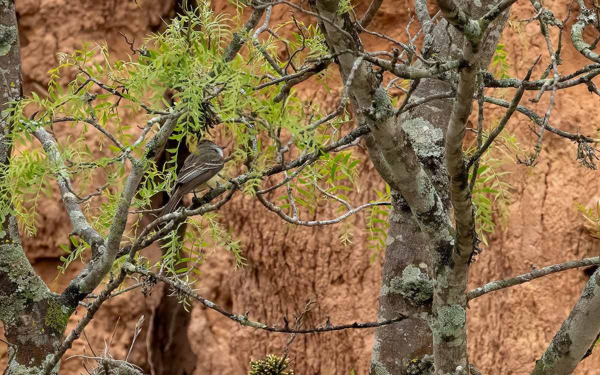 Brown-crested Flycatcher - ML647450439