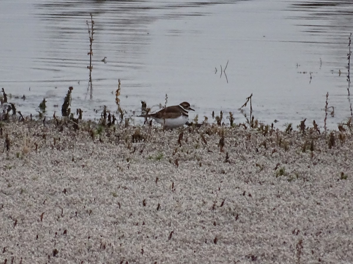 Çayır Cılıbıtı - ML647450463