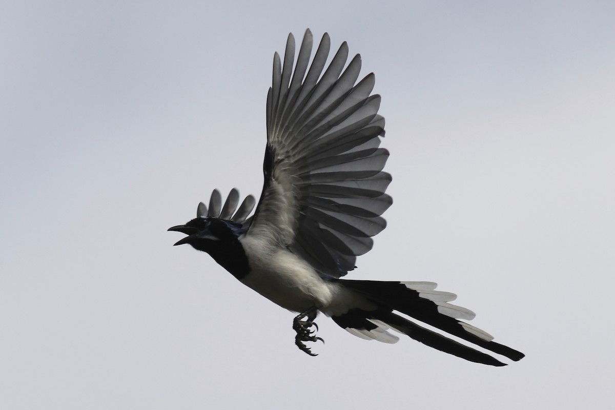 Urraca Hermosa Carinegra - ML647450467