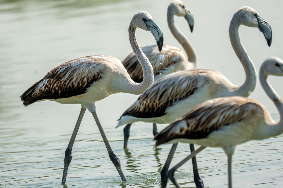 Flamant rose - ML647450471