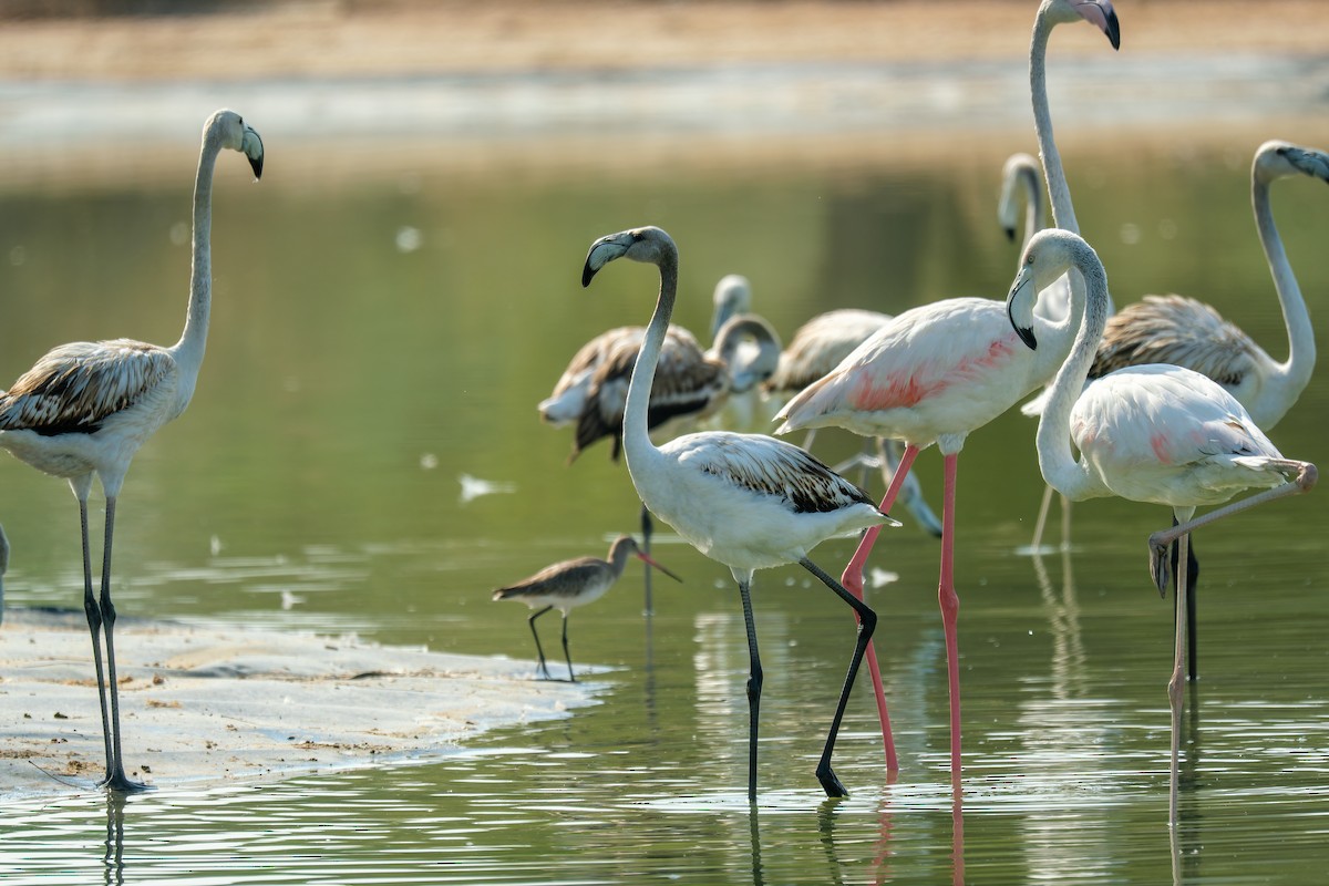 Flamant rose - ML647450472