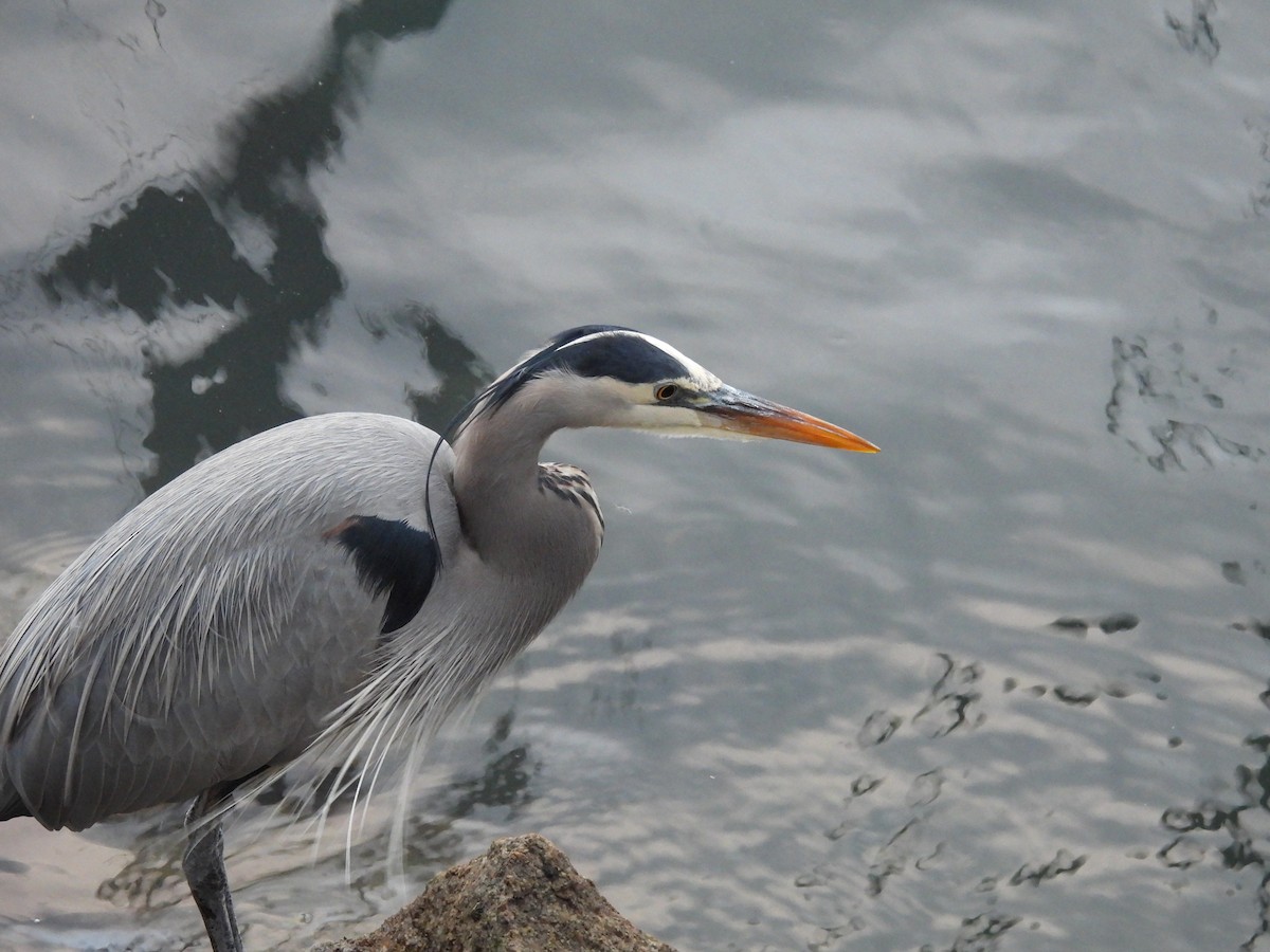 Kanadareiher - ML647450477