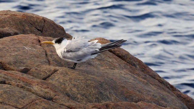 Great Crested Tern - ML647450478